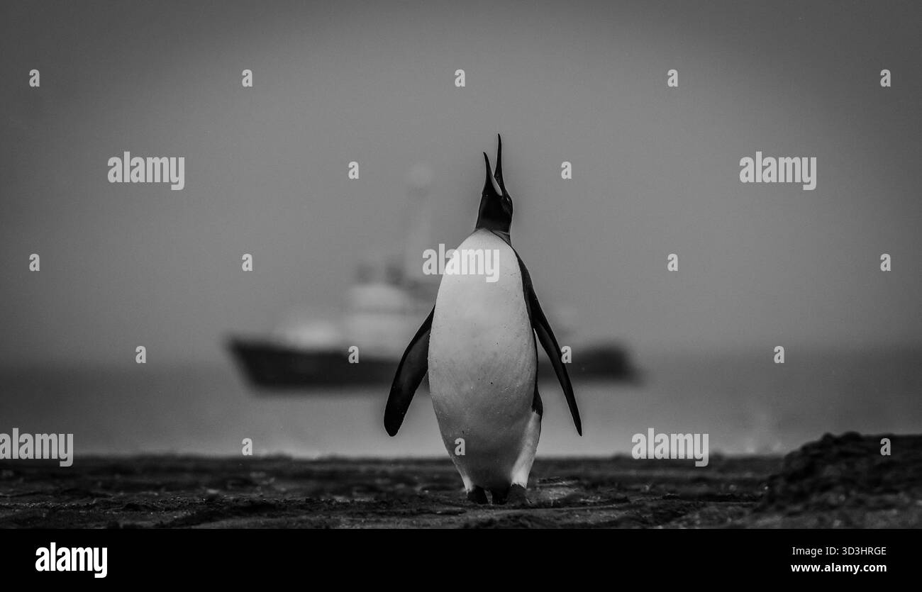 Manchot roi solitaire sur une plage avec un navire d'expédition comme arrière-plan, dans la région Antarctique Banque D'Images