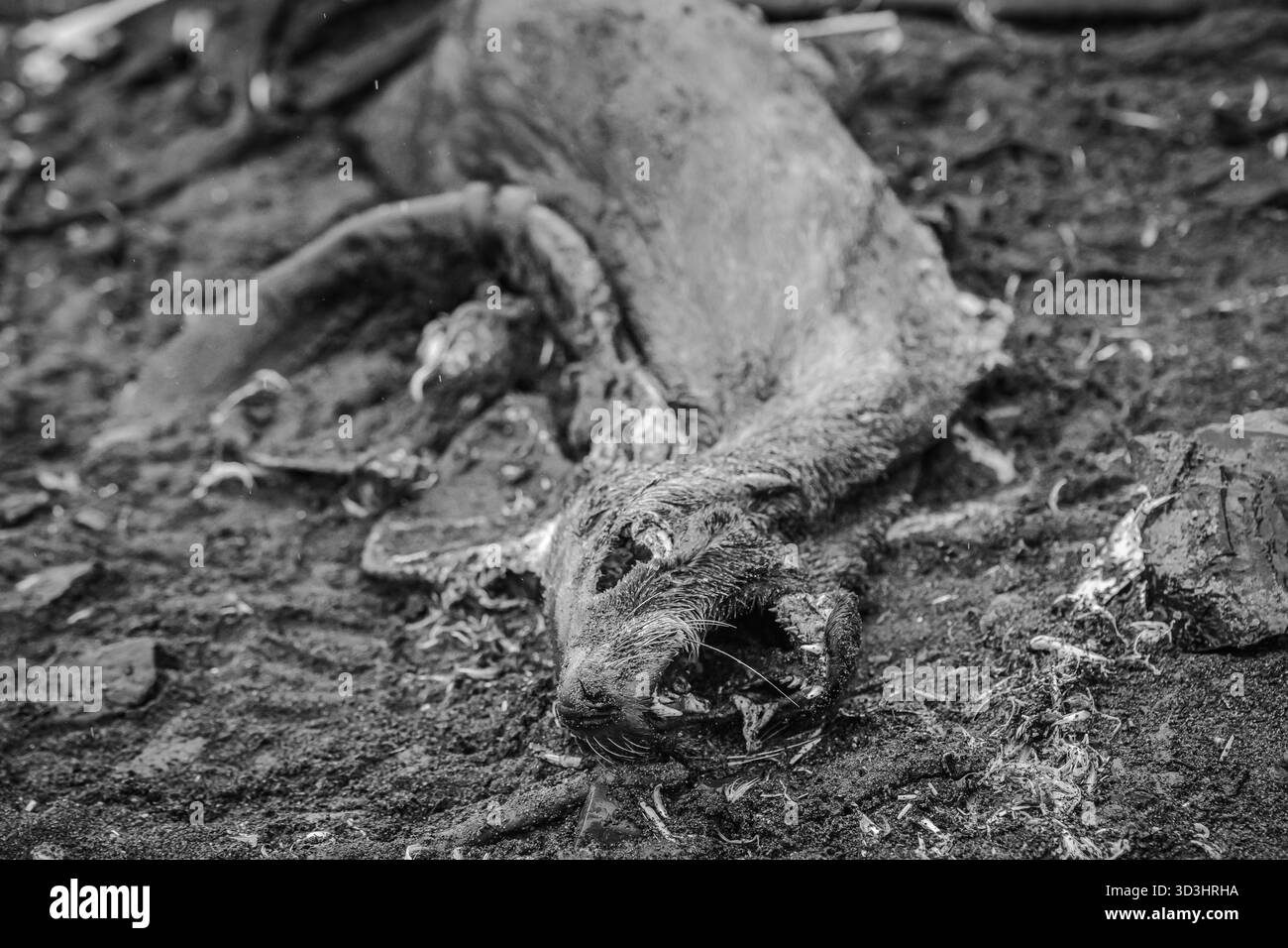 Carcasse d'une otarie à fourrure de l'Antarctique (Arctocephalus gazella) Banque D'Images