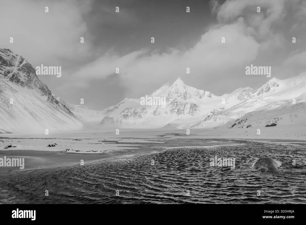 Éléphant de mer du Sud (Mirounga leonina) posant dans une crique flanquée de paysages montagneux étonnants, dans la région Antarctique Banque D'Images