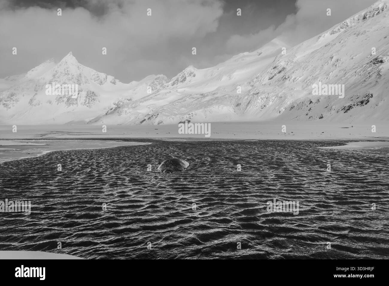 Éléphant de mer du Sud (Mirounga leonina) posant dans une crique flanquée de paysages montagneux étonnants, dans la région Antarctique Banque D'Images