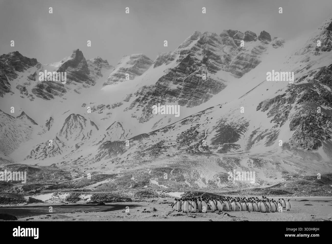 Colonie de manchots royaux dans un paysage antarctique étonnant sur l'île de Géorgie du Sud Banque D'Images