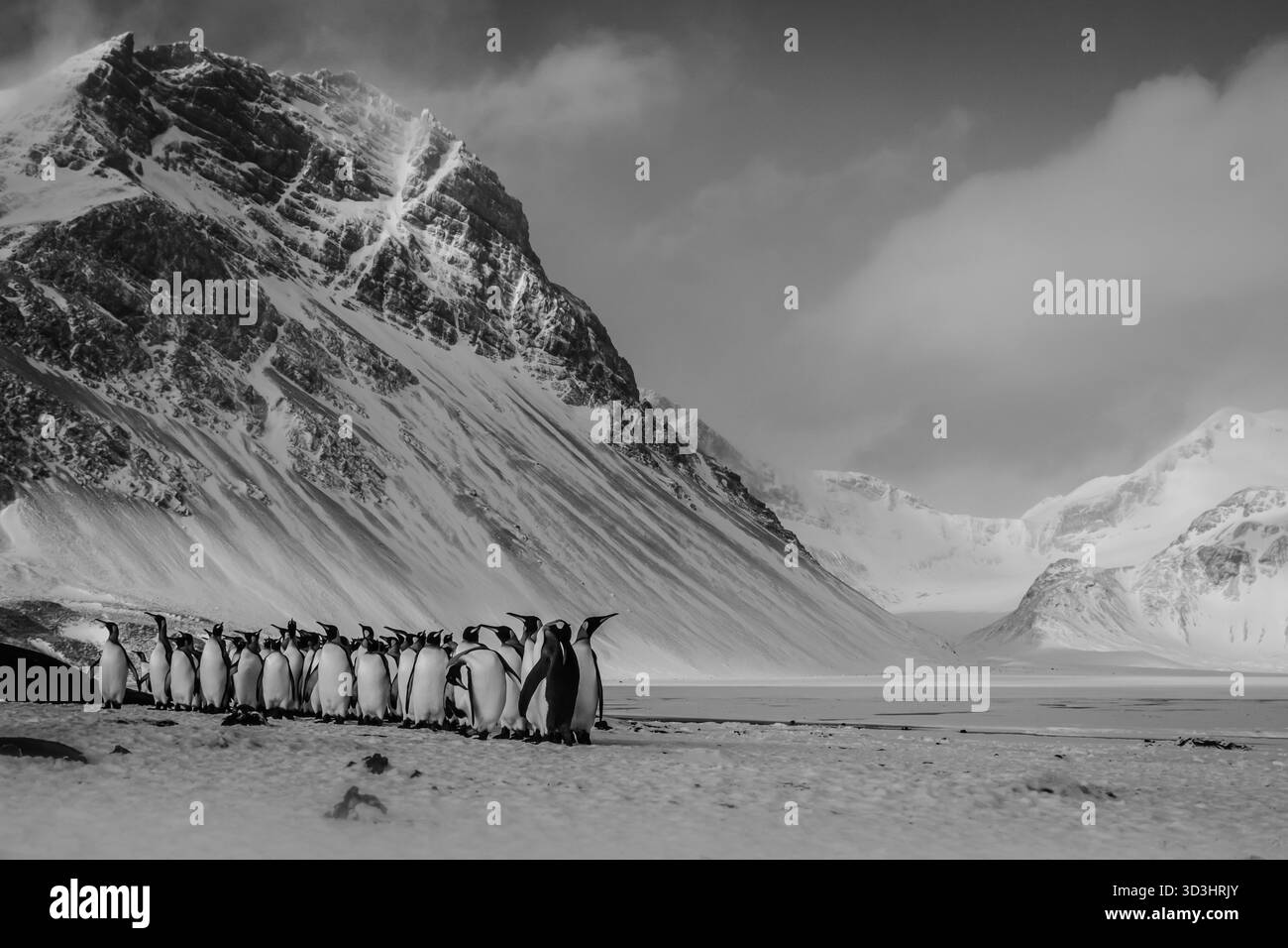 Colonie de manchots royaux dans un paysage antarctique étonnant sur l'île de Géorgie du Sud Banque D'Images