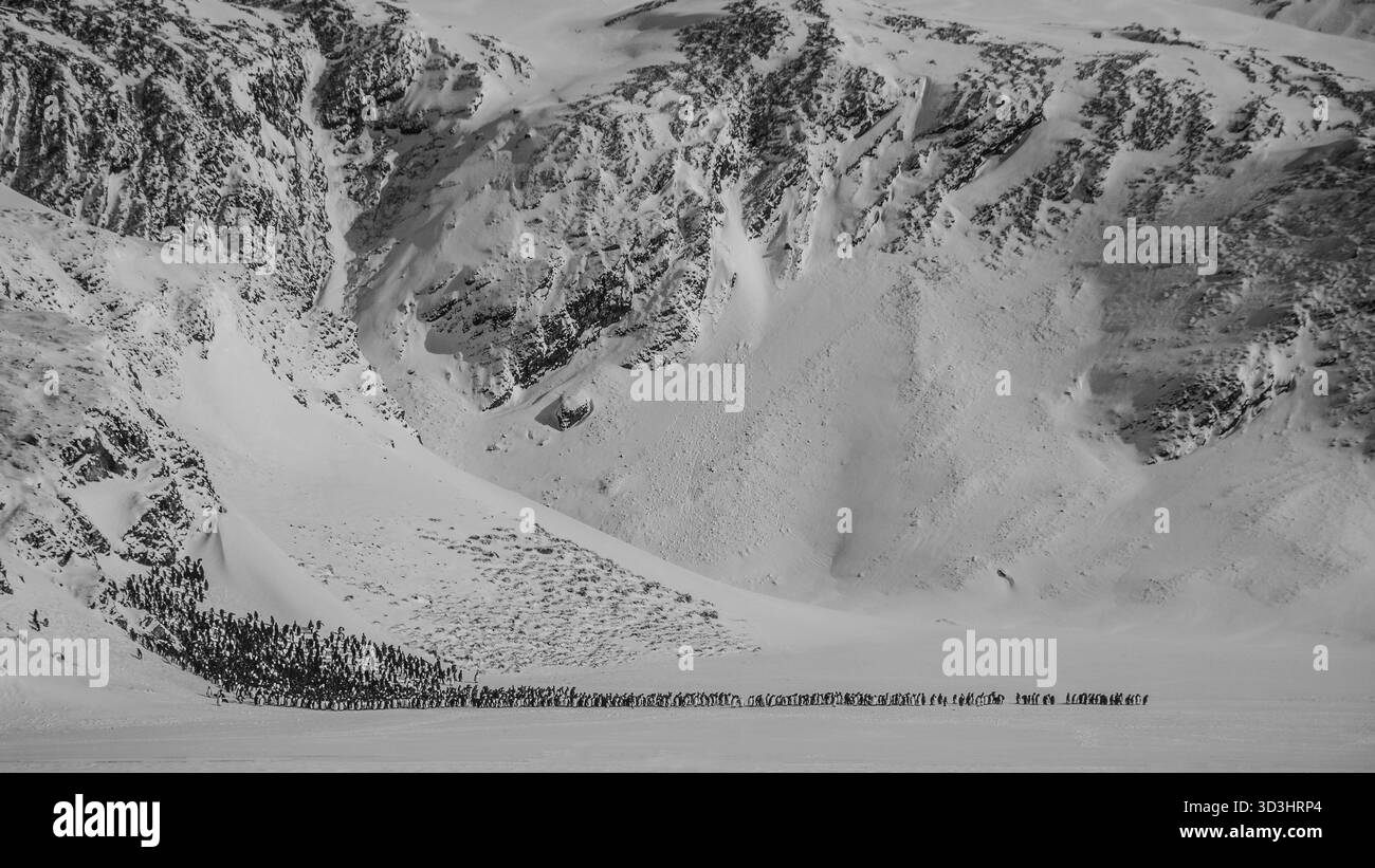 Colonie de manchots royaux dans un paysage antarctique étonnant sur l'île de Géorgie du Sud Banque D'Images