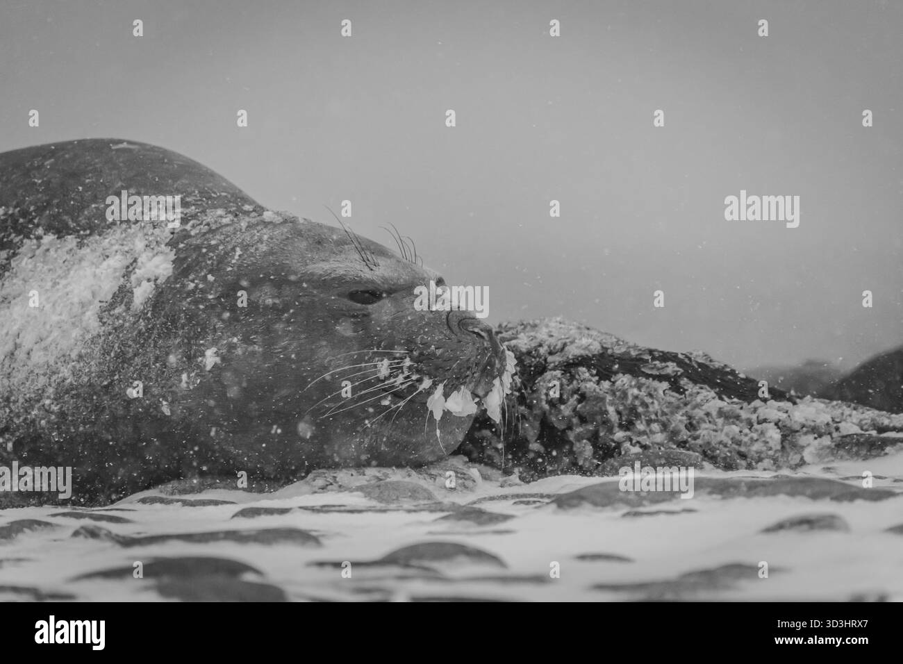 Une femelle éléphant de mer du sud couchée à côté de son chiot mort dans la région Antarctique Banque D'Images