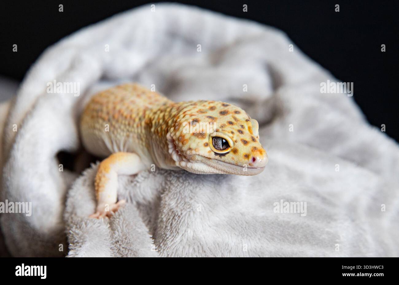 Mignon gecko pour animaux de compagnie relaxant dans un tissu confortable. Gros plan lézard Banque D'Images