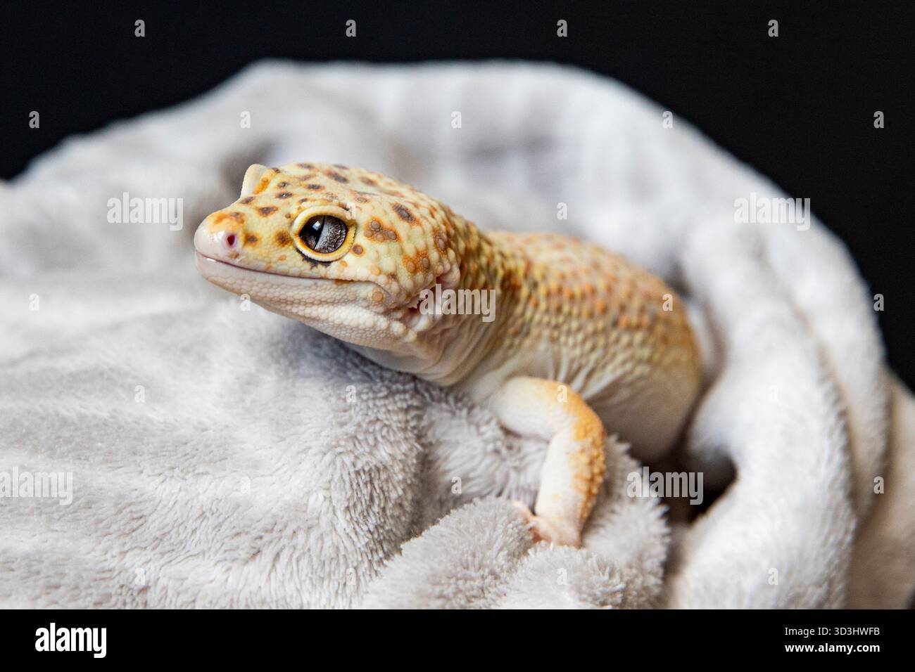 Reptile mignon posant calmement sur un textile confortable. Portrait d'eublefar Banque D'Images