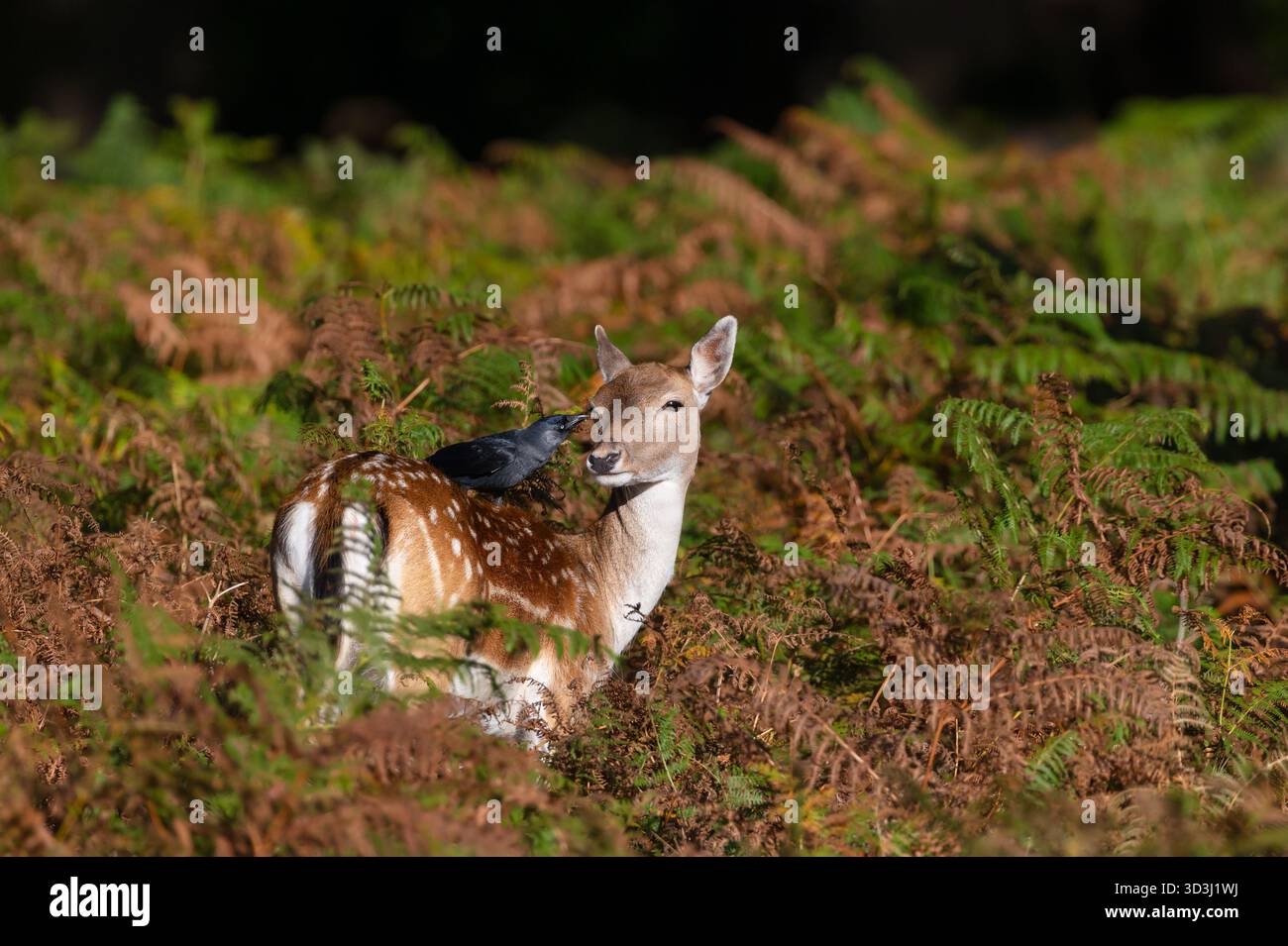 Un jackdaw (Corvus monedula) perché sur le dos d'un cerf en jachère (Dama dama), nettoyant autour de son œil dans le pré d'automne, Royaume-Uni Banque D'Images