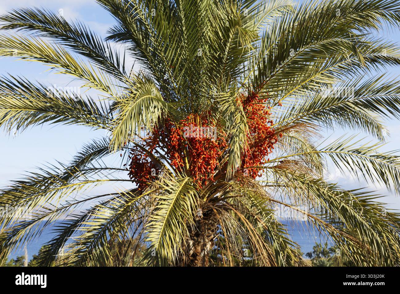Grappe fruitière de palmier dattier (Phoenicea), (Arecaceae), vieille ville, ville de Kos, île de Kos, îles du Dodécanèse, Grèce Banque D'Images