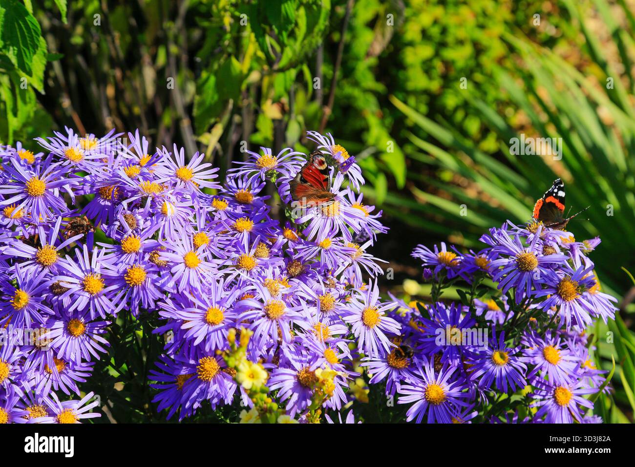 Papillons Peacock & Red Admiral sur des fleurs sauvages. Banque D'Images