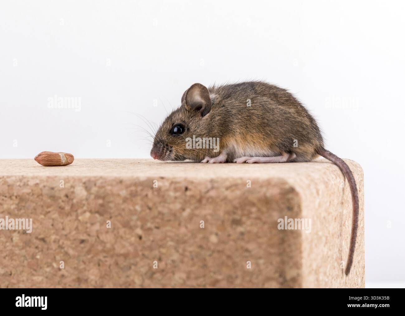 Vue latérale d'une souris en bois, Apodemus sylvaticus, assis sur une brique de Cork avec arrière-plan clair, inhaler une arachide. Visible de la queue Banque D'Images
