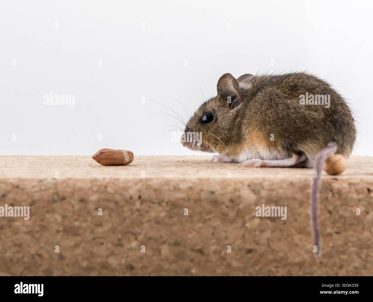 Vue latérale d'une souris en bois, Apodemus sylvaticus, assis sur une brique de Cork avec arrière-plan clair, inhaler une arachide. Visible de la queue Banque D'Images