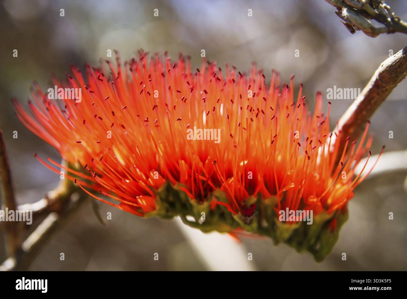 Combretum Madagascar culture des fleurs rouges dans le nord du pays Banque D'Images