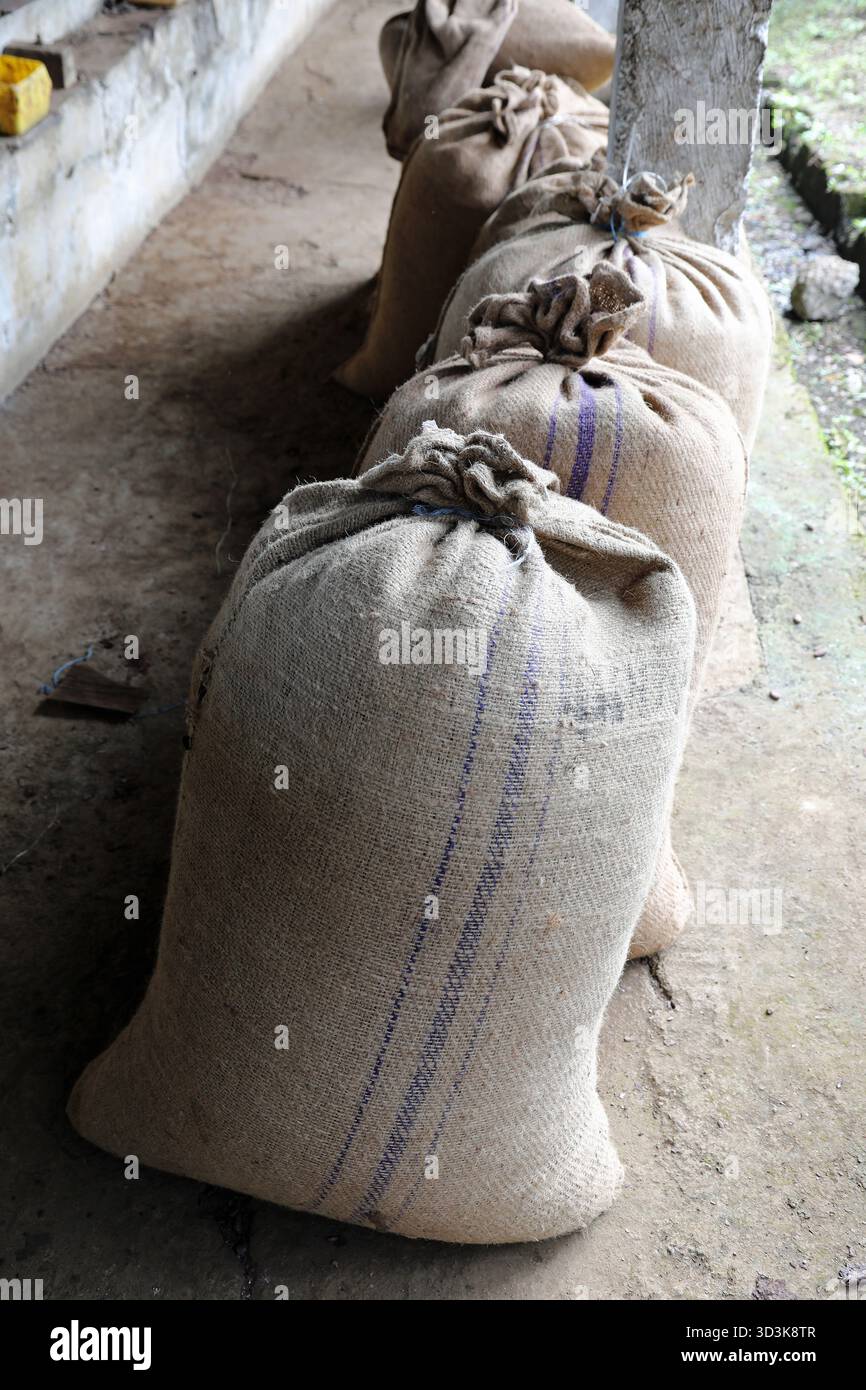 Sacs de jute de fèves de cacao transformées en Guinée équatoriale prêts à l'exportation Banque D'Images