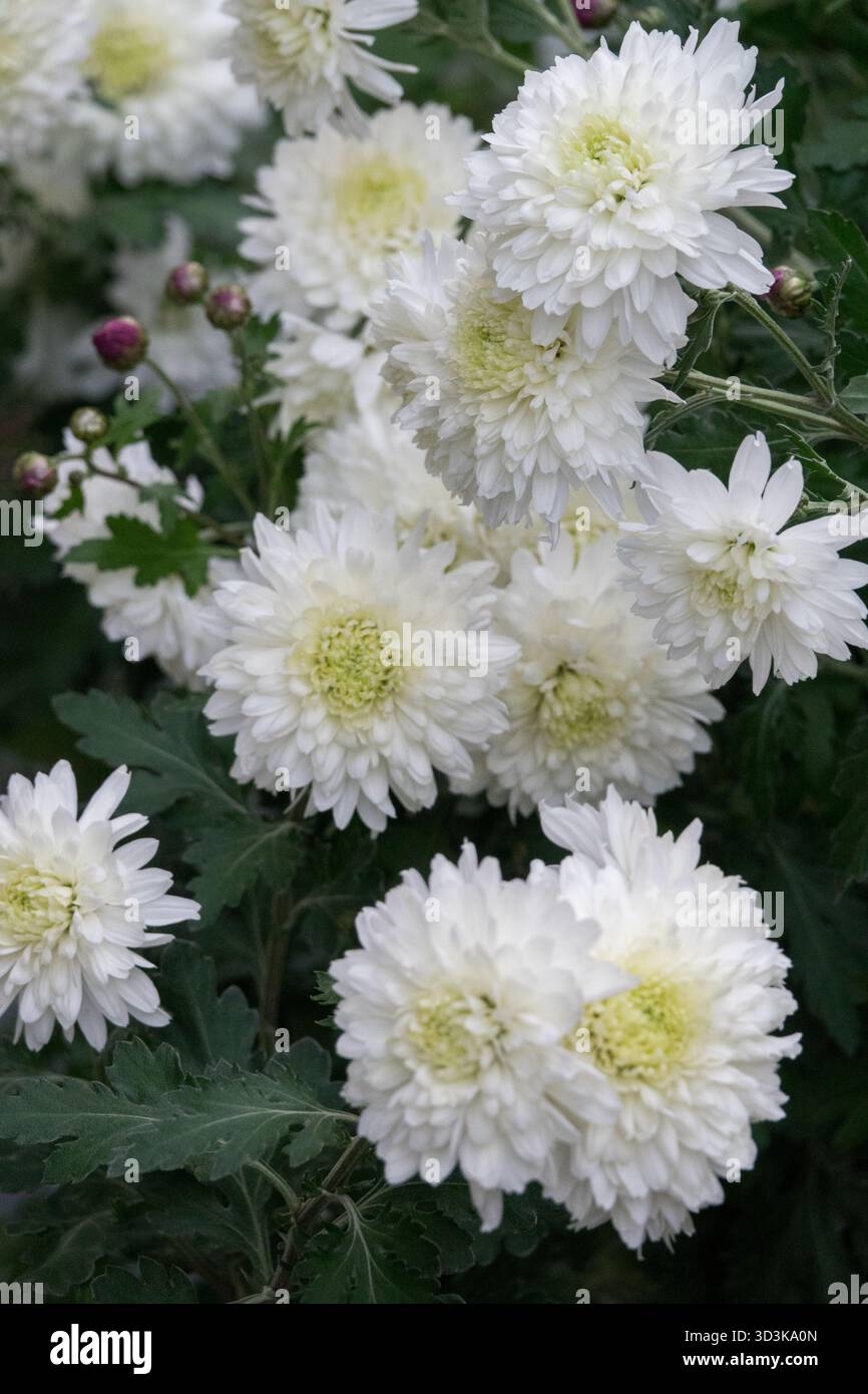 Blanc Chrysanthemum morifolium fleurs mamans Banque D'Images