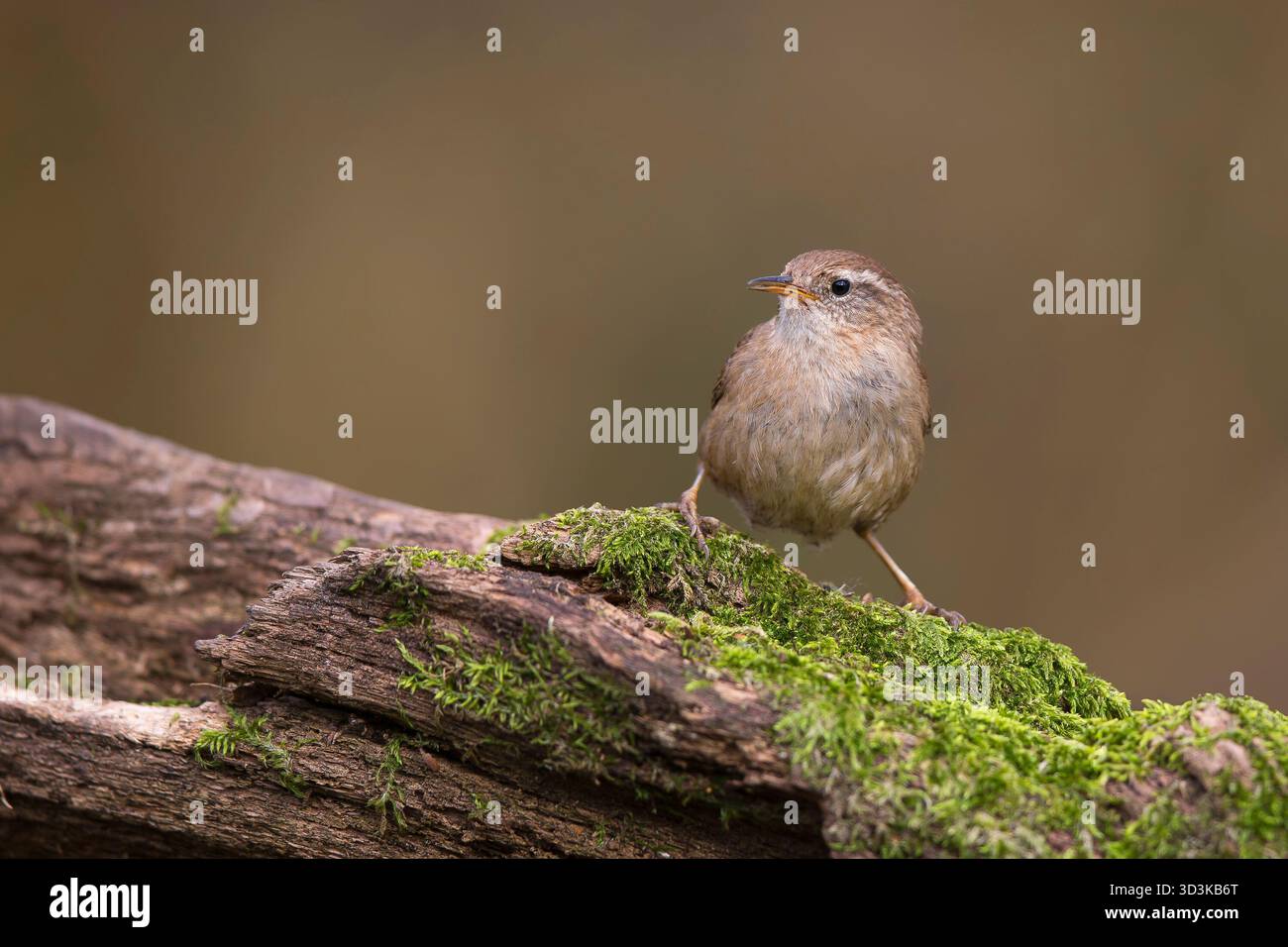 Une vue de face rapprochée d'un oiseau sauvage britannique (Troglodytes troglodytes) a isolé une bûche couverte de mousse. Banque D'Images