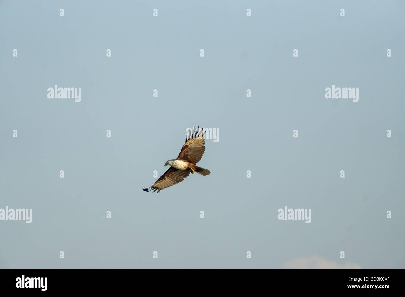 Un oiseau de proie aigle doré (Aquila chrysaetos) s'élève à travers un ciel bleu clair, montrant ses ailes en vol à Netrokona, au Bangladesh Banque D'Images