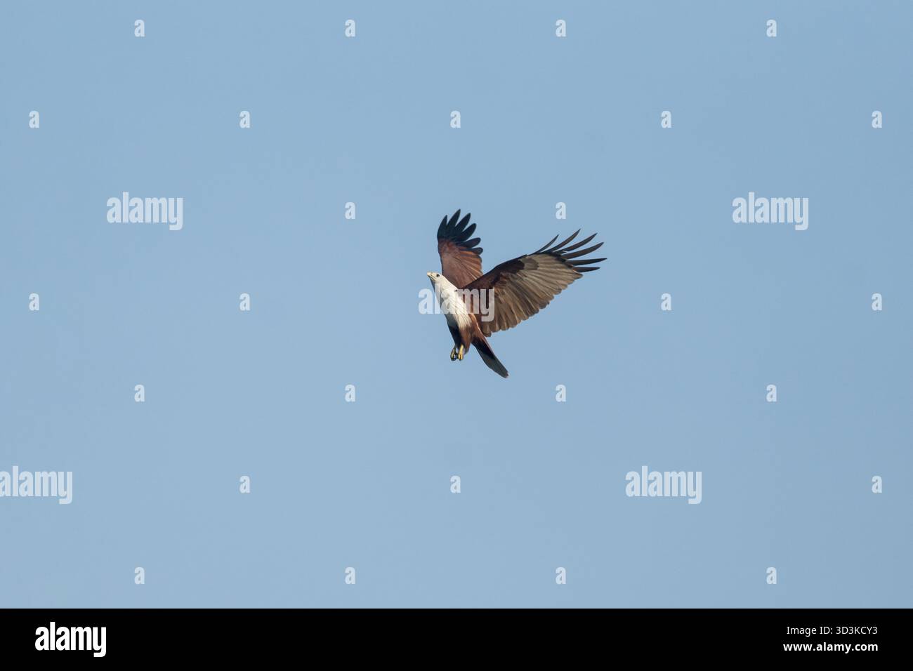 Un oiseau aigle doré (Aquila chrysaetos) volant élégamment au milieu du ciel bleu de Netrokona, au Bangladesh Banque D'Images