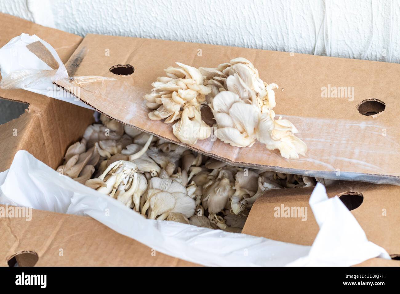 Champignons à huîtres dans la boîte de dessin animé Banque D'Images