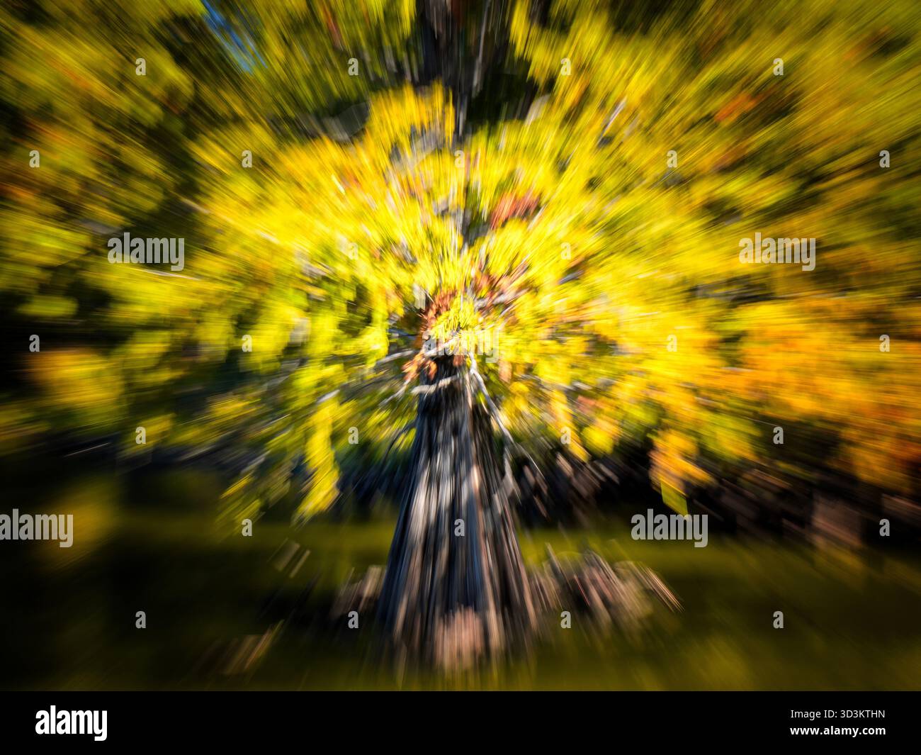 Les couleurs d'automne s'approfondissent à Dallas - utilisez l'objectif zoom pour régler rapidement de 70 mm à 200 mm. Banque D'Images