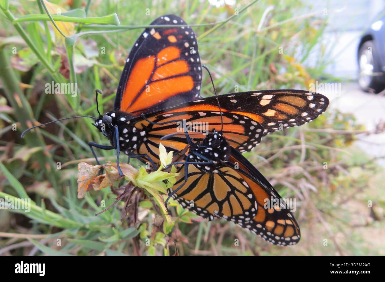 Paire de papillons monarques, Danaus plexippus Banque D'Images