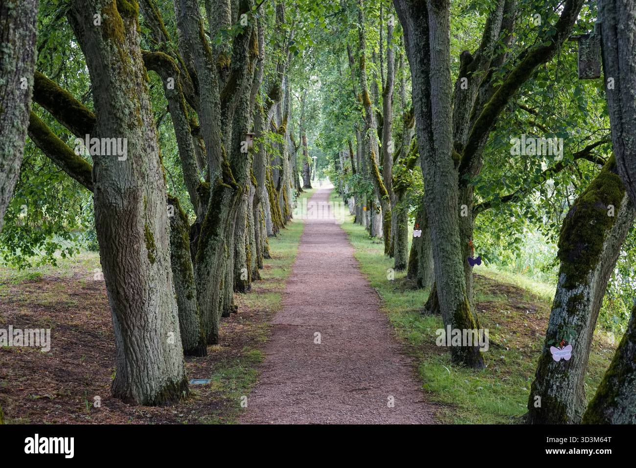 Tunnel des arbres près du manoir Jaunmokas en Lettonie Banque D'Images