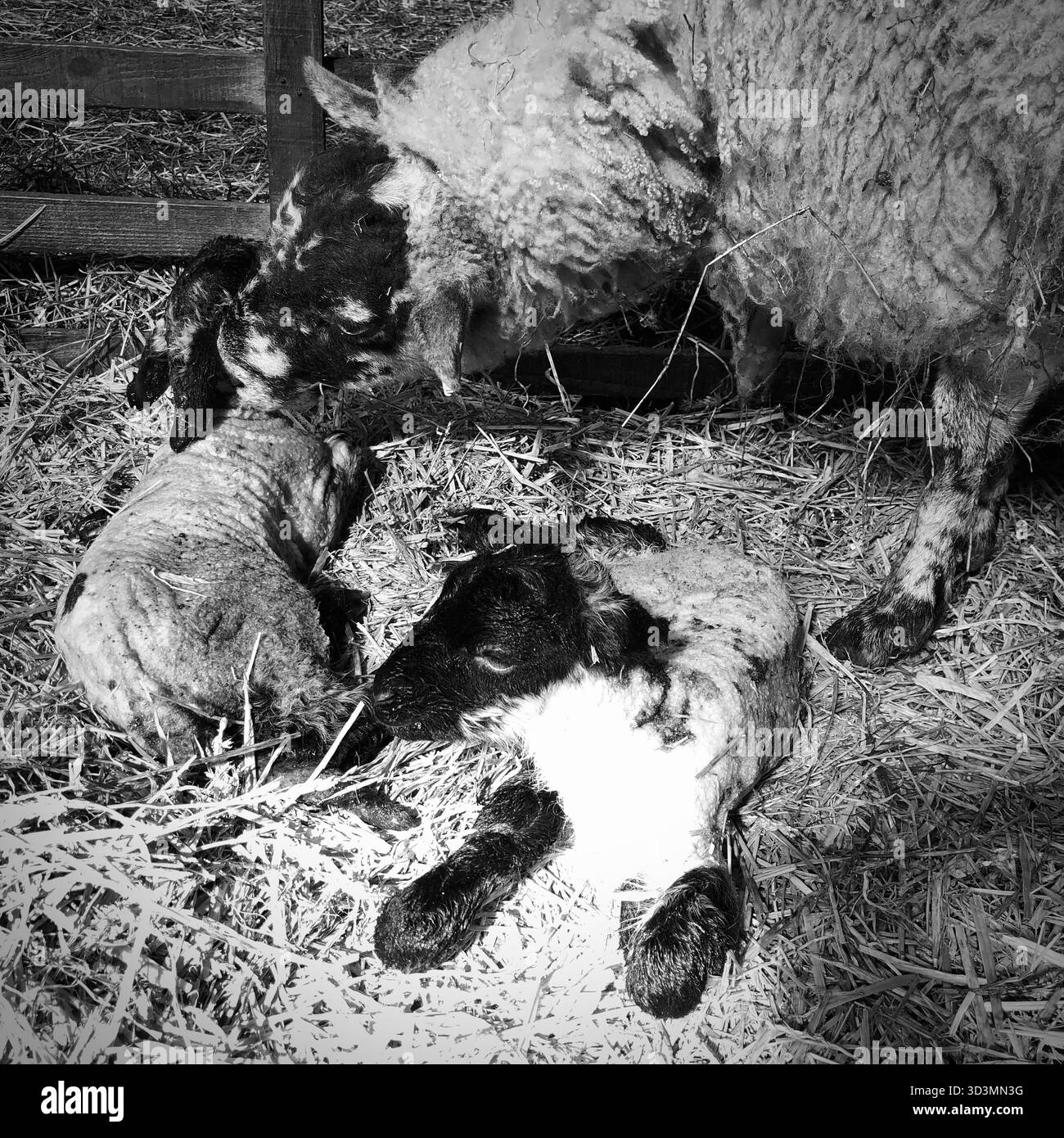 Brebis et jumeaux dans un hangar d'agneau dans une ferme du North Yorkshire, Angleterre, Royaume-Uni Banque D'Images