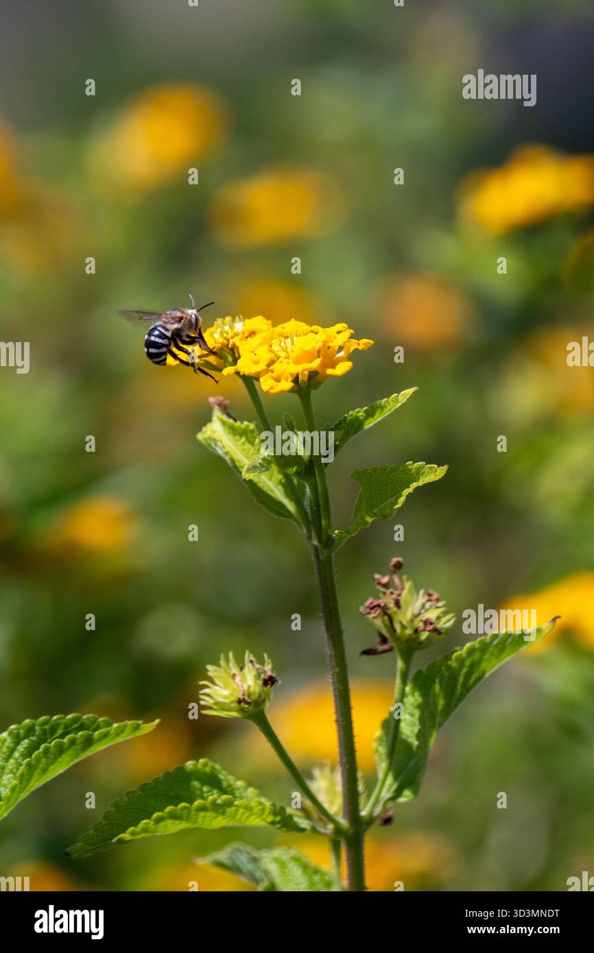 Abeille creuseuse (genre Amegilla) sur fleur de lantana, Egypte Banque D'Images