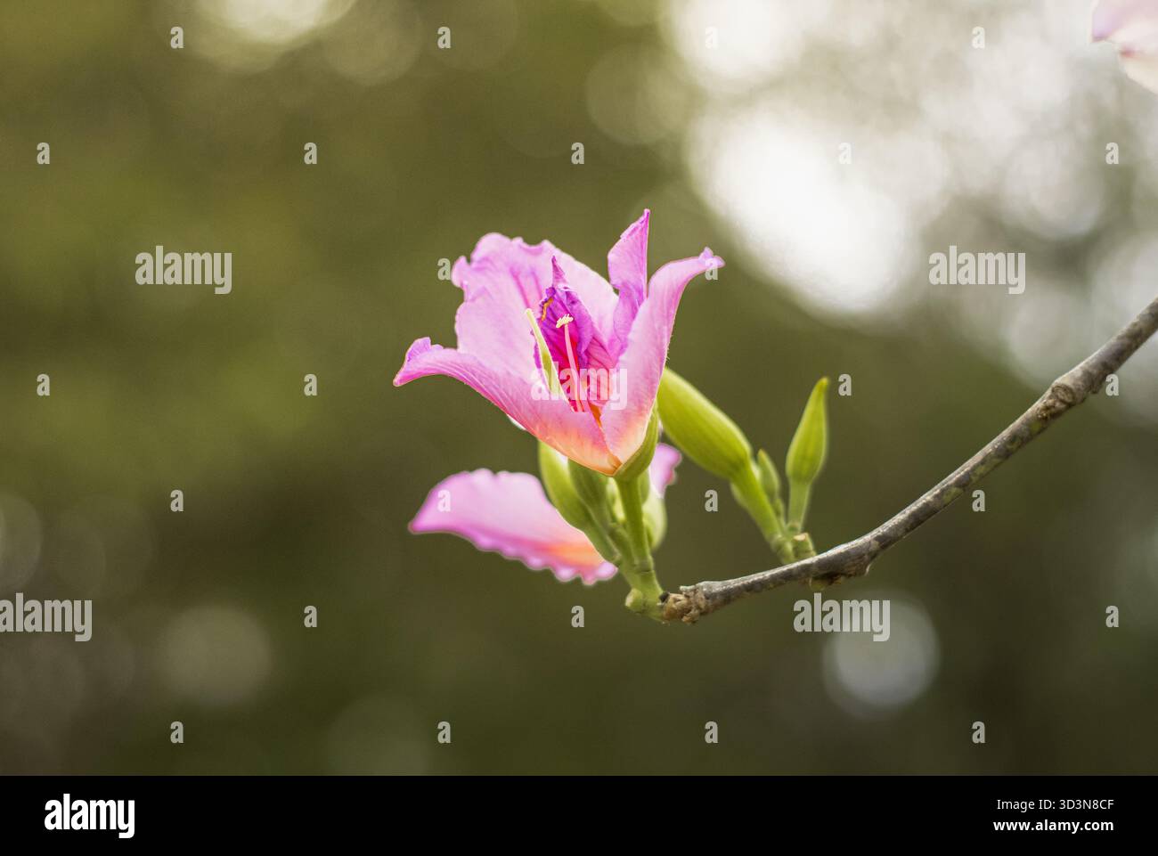 Une fleur rose douce de Bauhinia variegata s'ouvre gracieusement sur une branche élancée, entourée de boutons verts tendres et d'un fond bokeh lisse. Banque D'Images