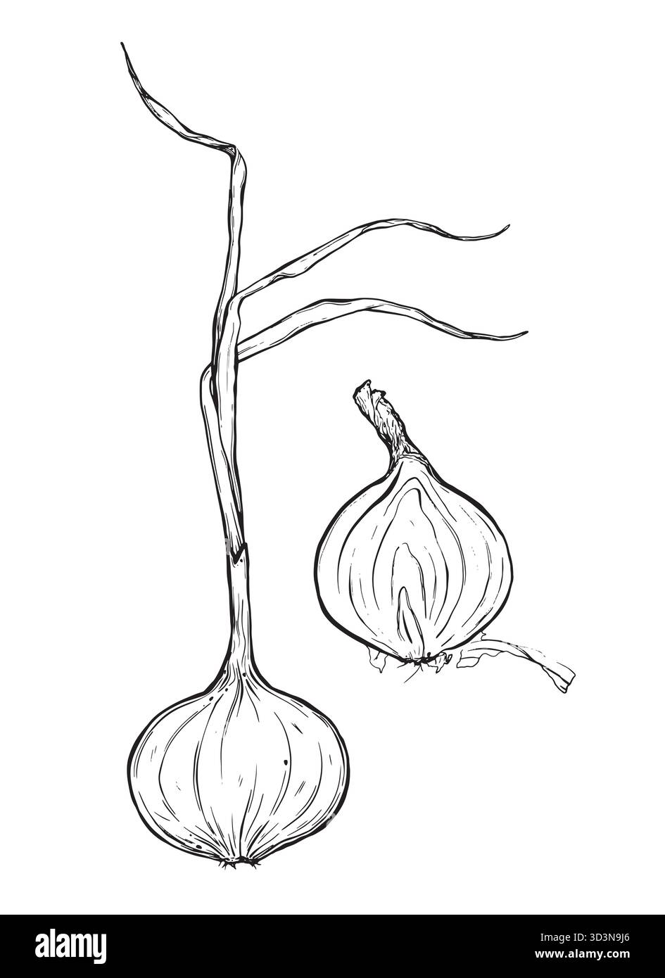 Croquis d'un oignon. Illustration vectorielle d'encre dessinée à la main d'un échaloïde. Éléments graphiques linéaires pour la conception alimentaire, isolés sur un fond blanc Illustration de Vecteur