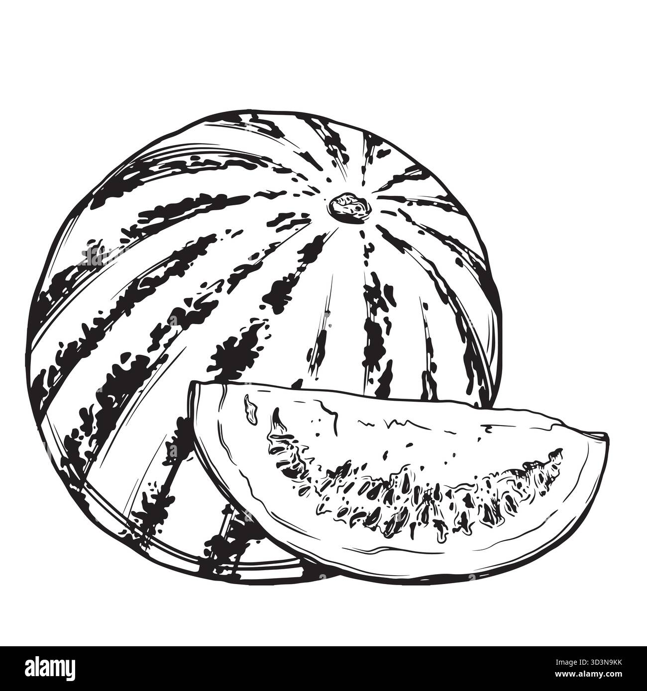 Croquis d'une pastèque. Illustration vectorielle d'encre dessinée à la main d'un melon. Éléments graphiques linéaires pour la conception alimentaire, isolés sur un fond blanc. Illustration de Vecteur