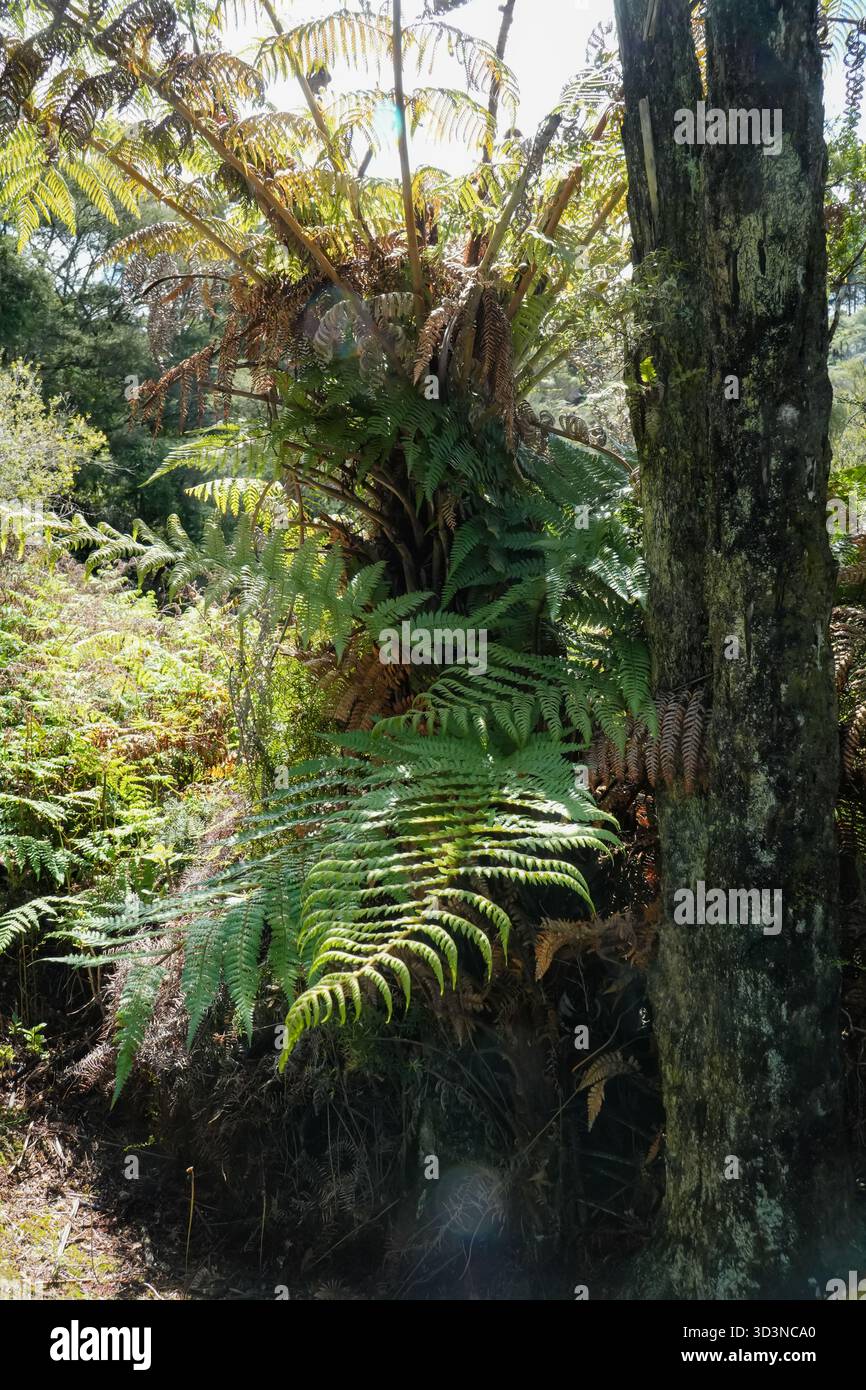Fougère Wheki (Dicksonia squarrosa) dans son habitat naturel en Nouvelle-Zélande, présentant des frondes vertes luxuriantes et un tronc texturé au milieu de la lumière tamisée du soleil. Banque D'Images