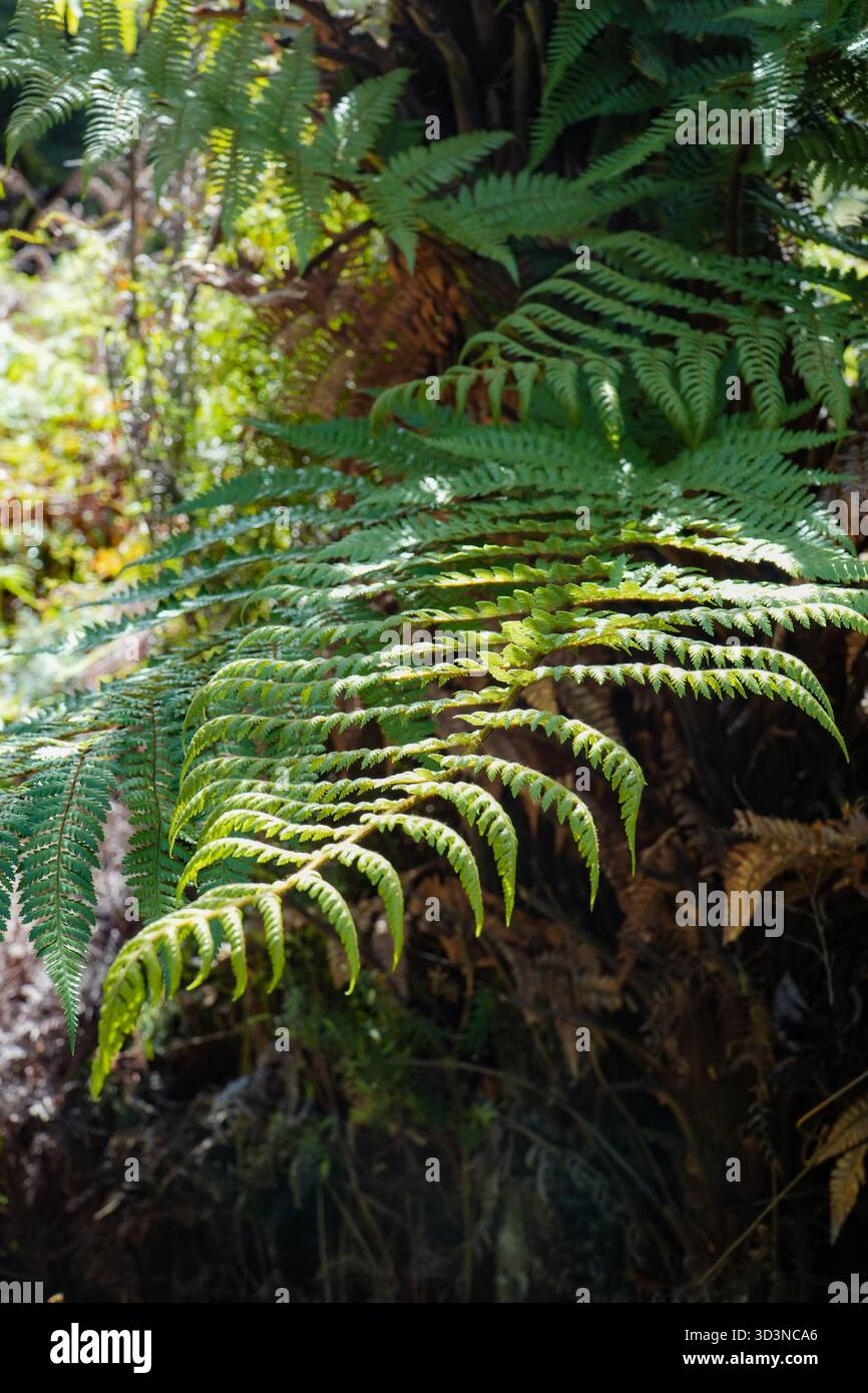 Fougère Wheki (Dicksonia squarrosa), fougère arborée commune de Nouvelle-Zélande, avec des frondes vertes vibrantes baignées de soleil tamisé dans une forêt naturelle Banque D'Images