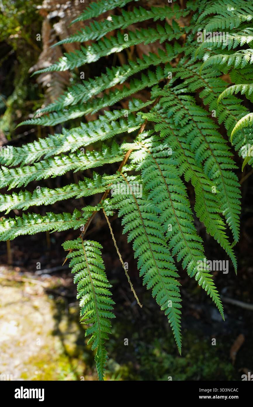 La fougère Wheki (Dicksonia squarrosa) est la fougère arborée la plus commune de Nouvelle-Zélande, avec des frondes vertes luxuriantes, idéale pour la nature et les thèmes de voyage. Banque D'Images