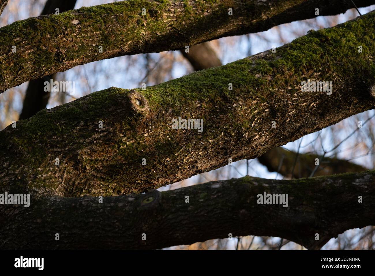 Gros plan de branches d'arbres couvertes de mousse dans un environnement boisé naturel. Surface d'écorce rugueuse détaillée et mousse verte vibrante éclairée par la lumière du soleil cre Banque D'Images