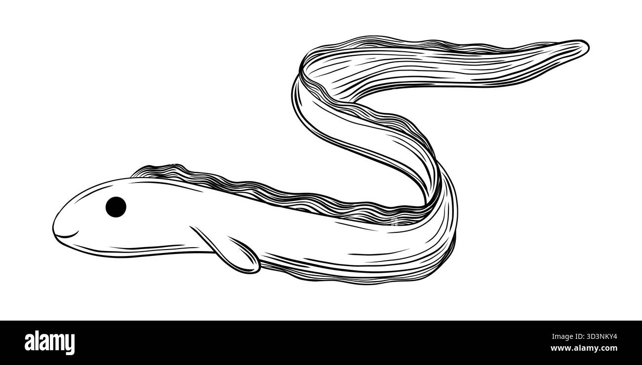 Illustration vectorielle dessinée à la main d'une anguille mignonne ou d'un poisson moray dans un style de gravure. Croquis d'art de ligne noir et blanc parfait pour les livres de coloriage, éducatif Illustration de Vecteur