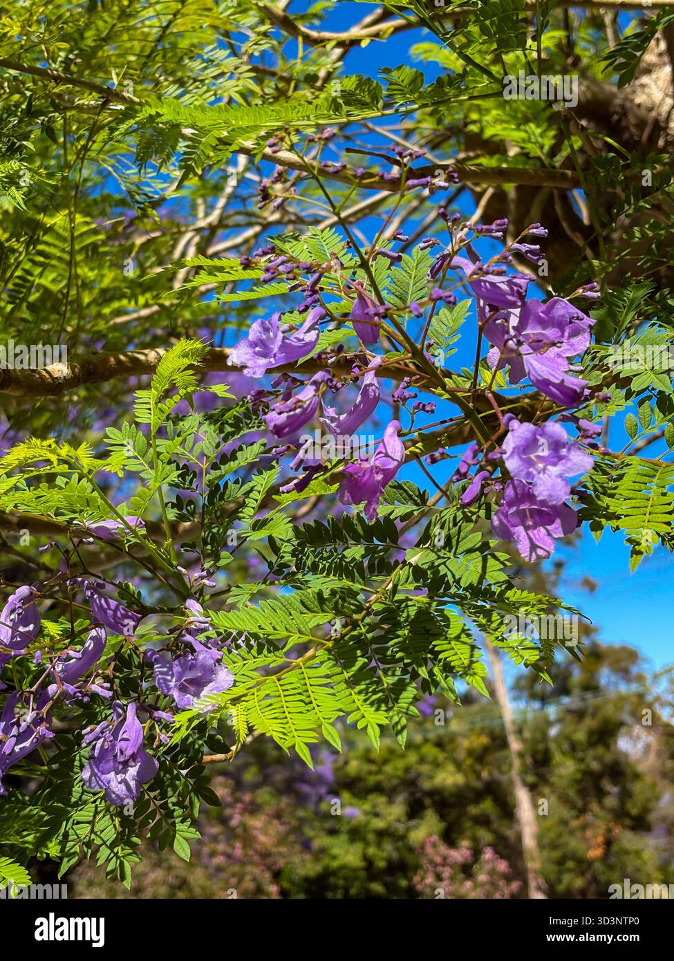 Jacaranda mimosifolia fleurit dans une floraison violette vibrante avec des feuilles vertes ressemblant à des fougères sur un ciel bleu clair, signalant le printemps à Sydney, en Australie. Banque D'Images