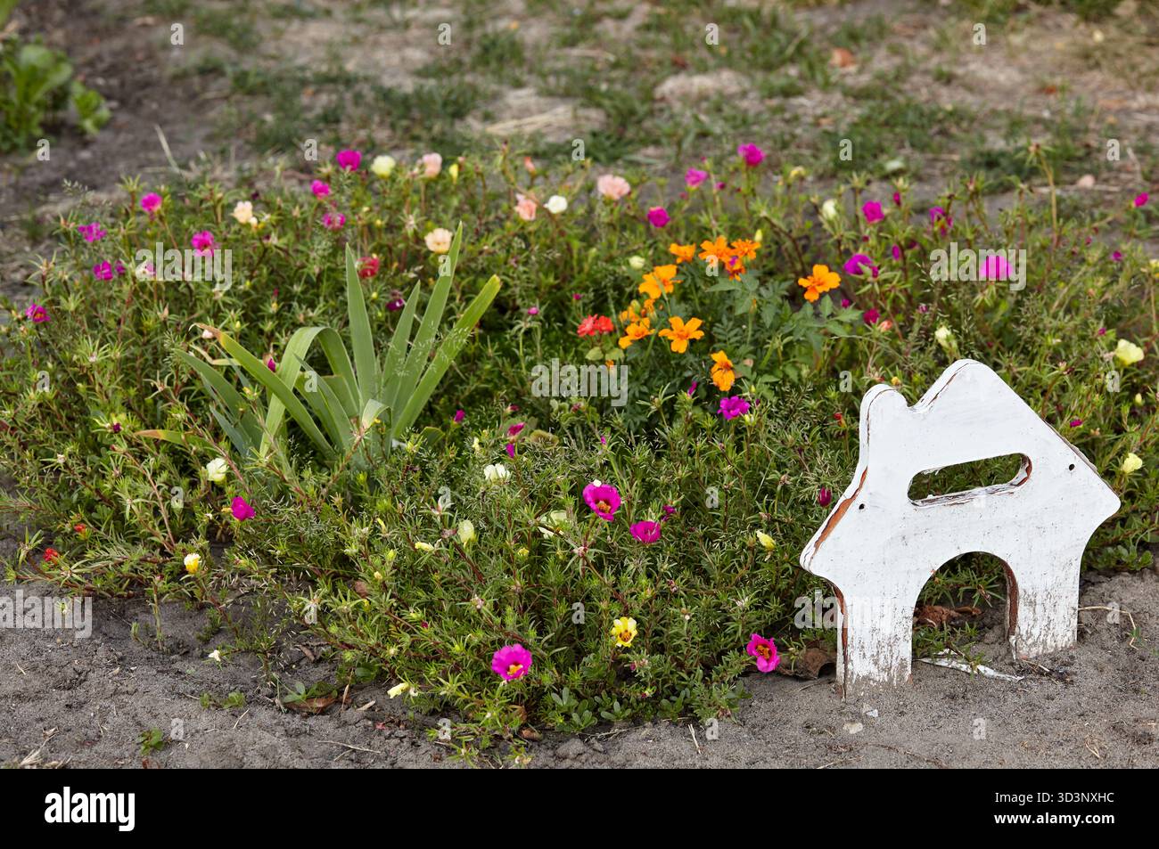 Fleurs Portulaca grandiflora dans le parc de la ville. Belle plante succulente en floraison estivale. Nom de famille Portulacaceae, nom scientifique Portulaca. Séléc Banque D'Images
