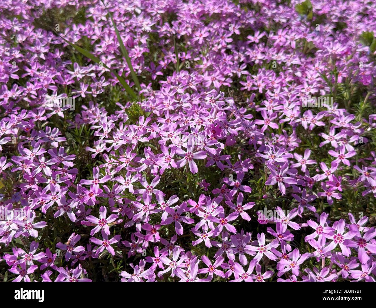 Fleurs abondantes de Phlox subulata mousse rampante phlox. Banque D'Images