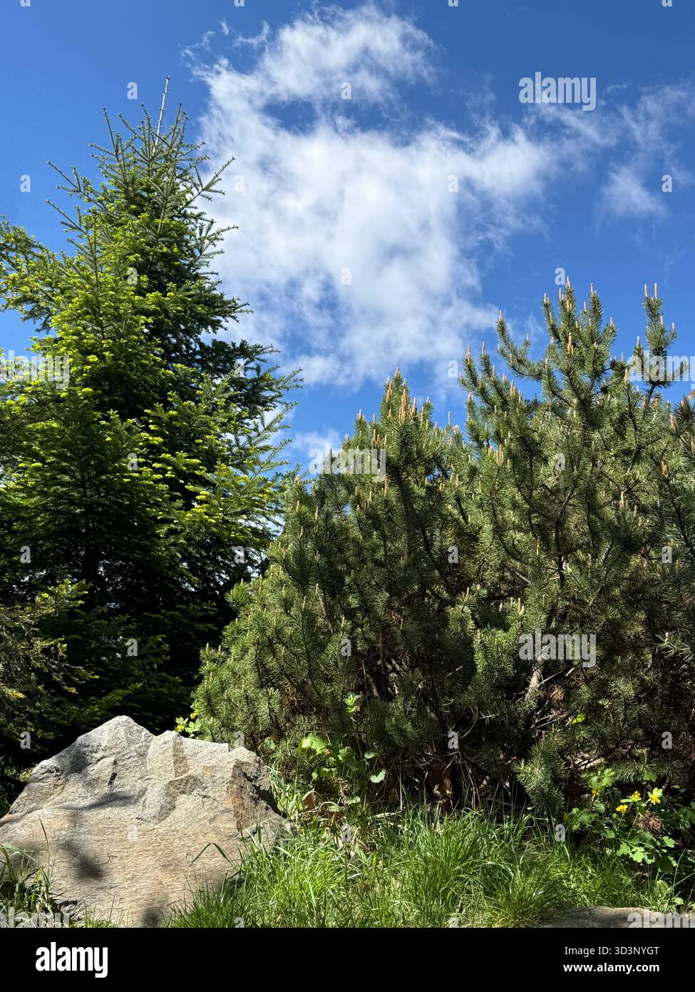 Pins et épicéas dans la forêt Banque D'Images