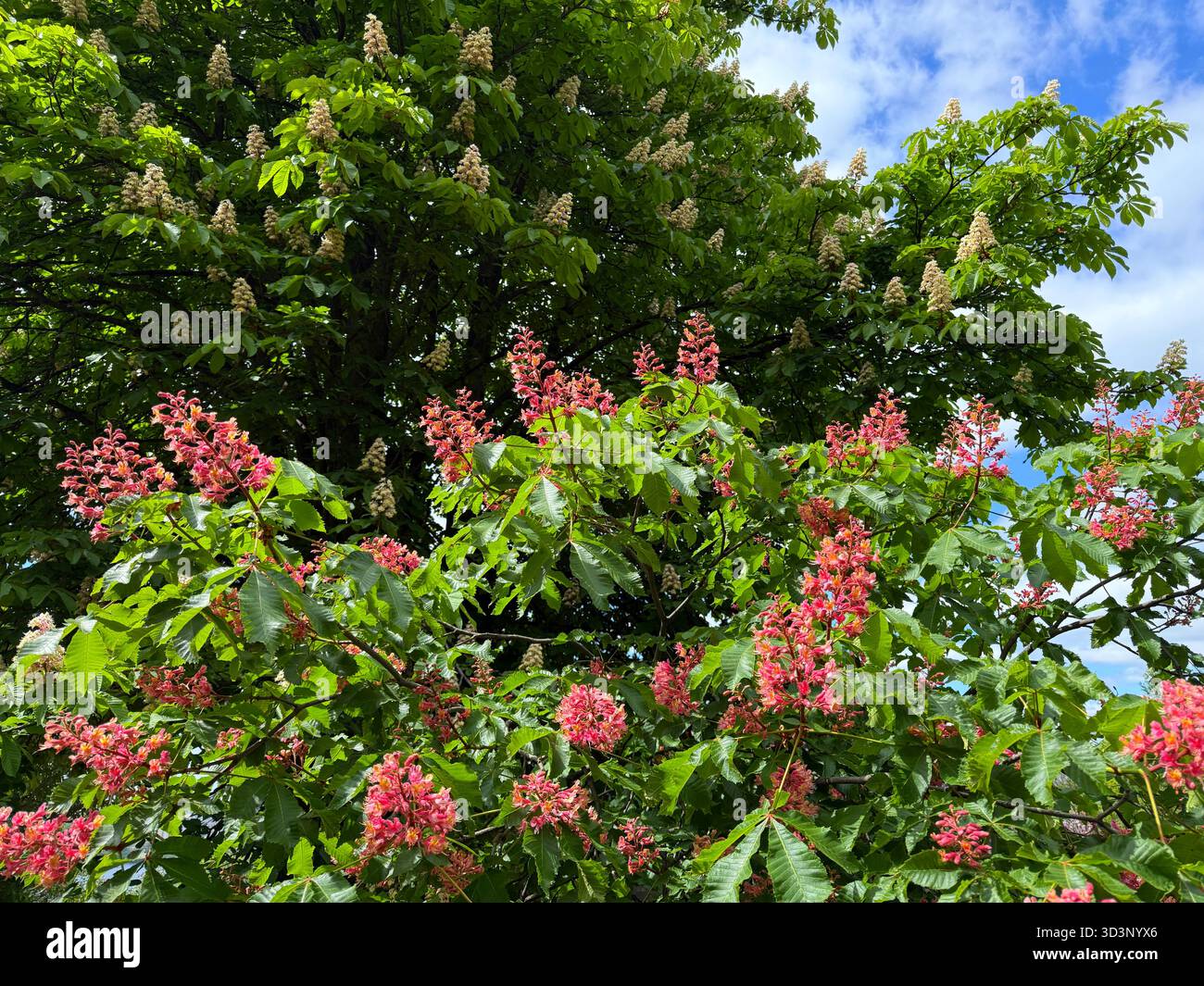 Châtaigniers en fleurs rouges et blanches dans le parc de printemps. Banque D'Images