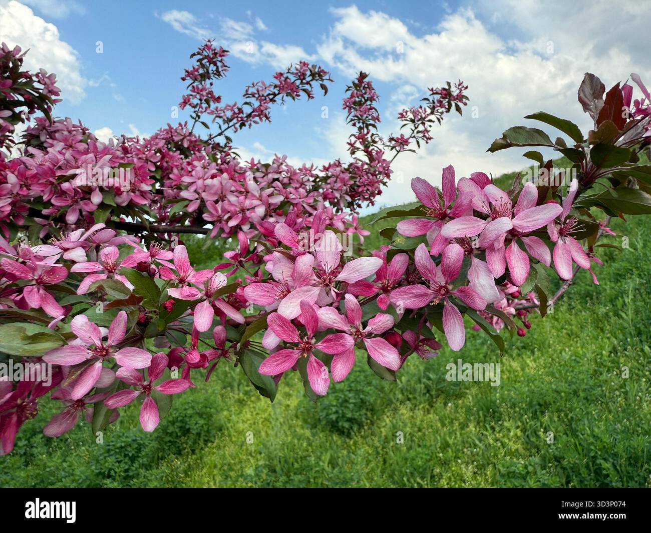 Malus floribunda, nom commun : crabère à fleurs japonaises Banque D'Images