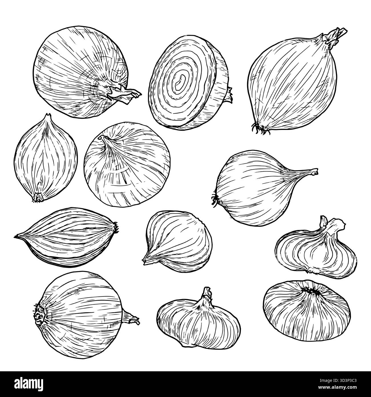 Oignon, croquis noir et blanc. Illustration vectorielle. Un ensemble d'oignons frais entiers et tranchés, isolés sur un fond blanc.pour les recettes, les menus, pour PRI Illustration de Vecteur
