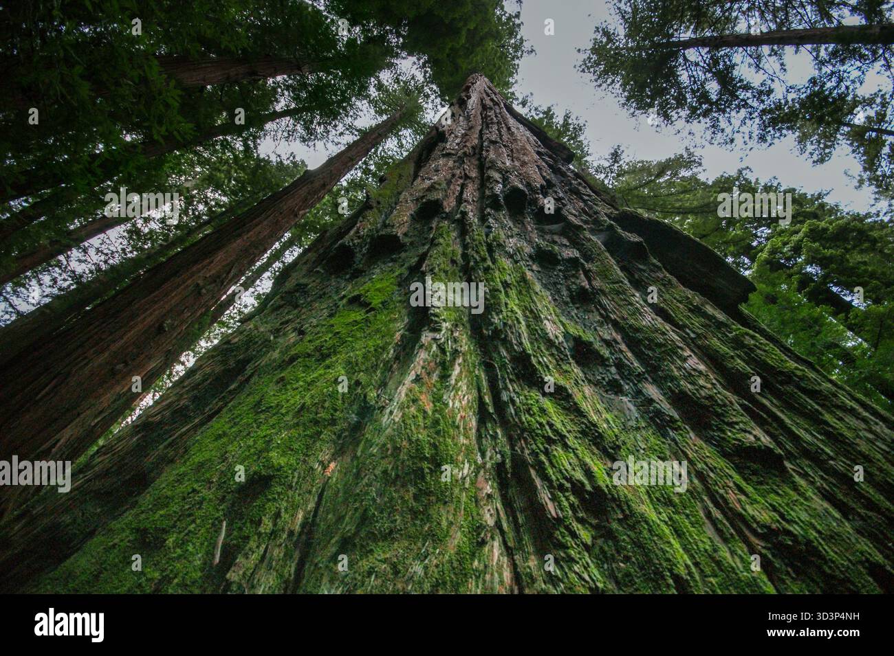 Séquoias côtiers (Sequoia sempervirens) dans la forêt de Californie du Nord Banque D'Images