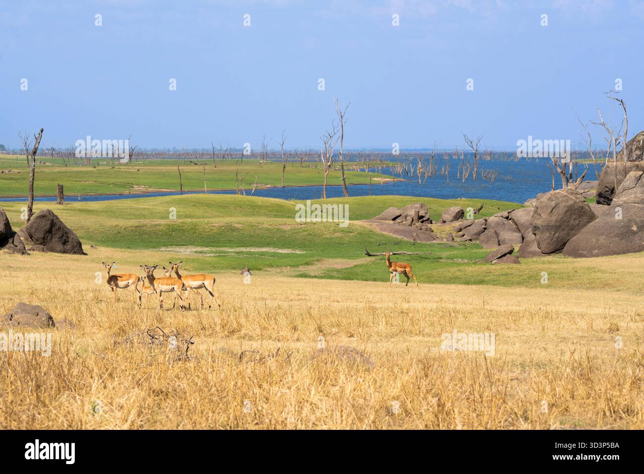Arbres hydroponiques morts debout dans le lac Itezhi-Tezhi. Faune africaine, Impalas debout au premier plan. Parc national de Kafue, Zambie, Afrique Banque D'Images