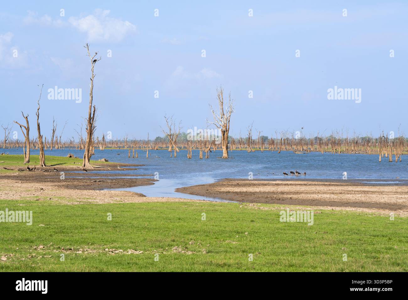 Arbres hydroponiques morts debout dans le lac Itezhi-Tezhi. Paysage africain du lac Itezhi-Tezhi. Parc national de Kafue, Zambie, Afrique Banque D'Images