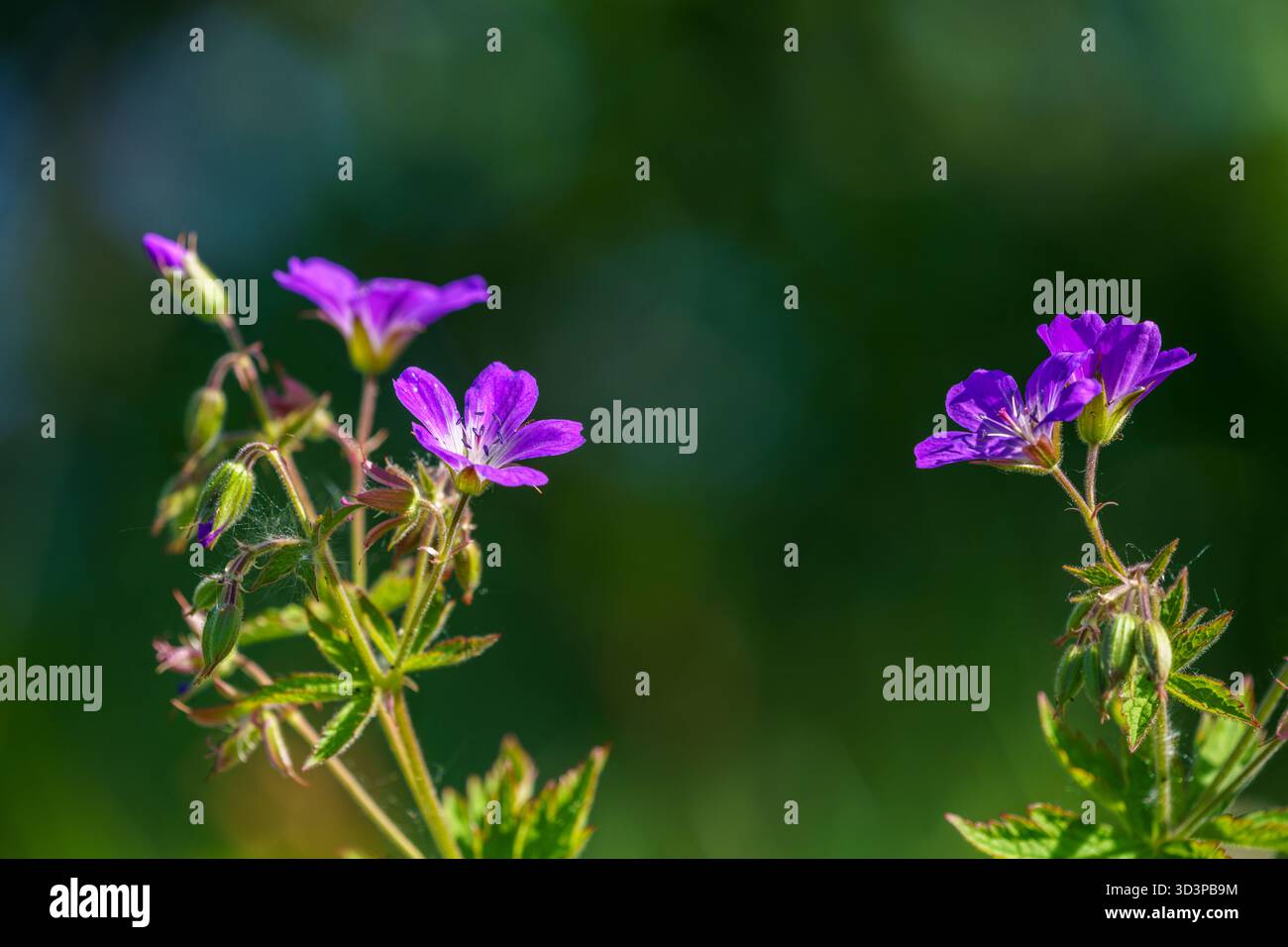 Bec de crane en bois, Géranium sylvaticum dans les bourgeons vifs en fleur Banque D'Images