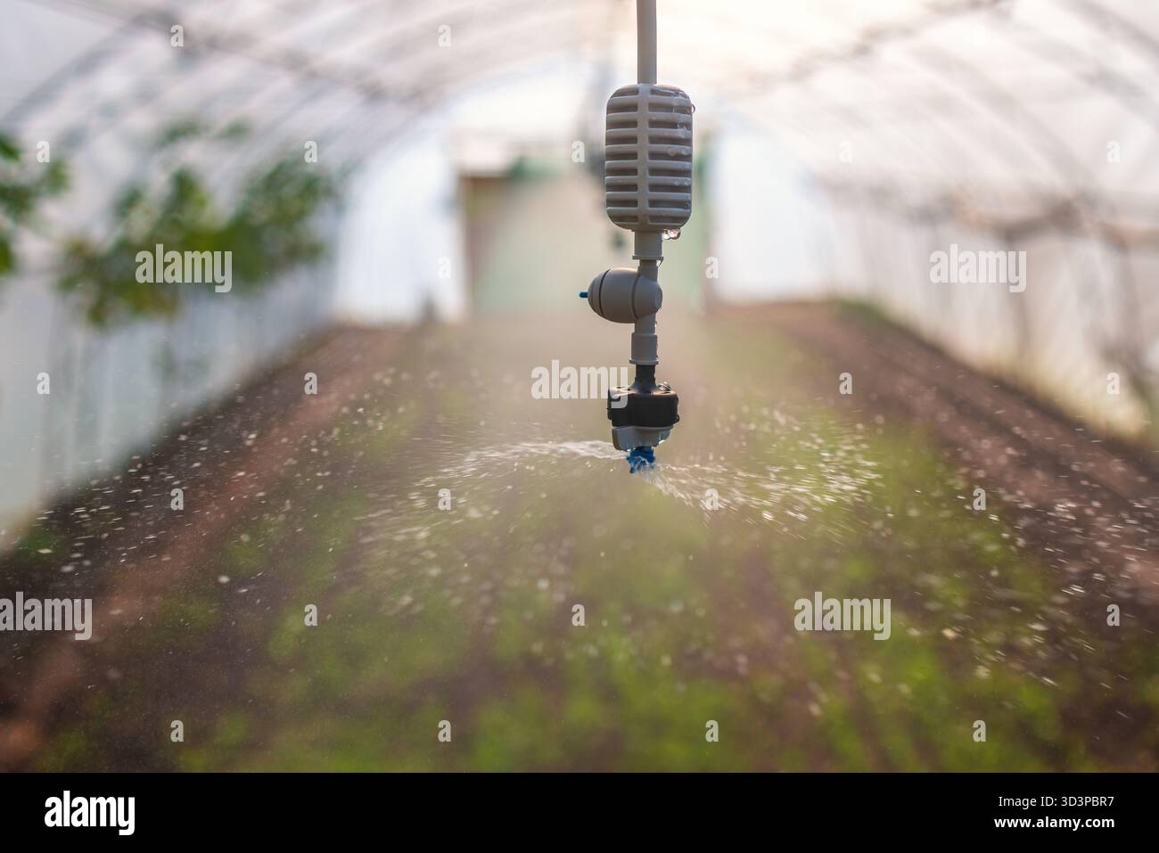 Système d'arrosage automatique arrosant les plantules en serre pour des cultures saines et une croissance Banque D'Images
