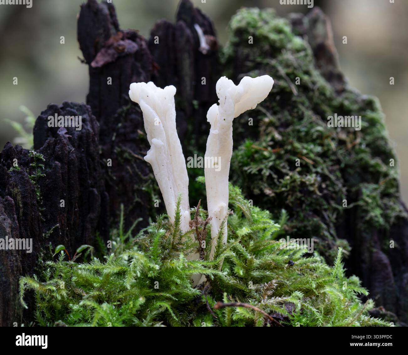 Champignon Club ridé - Clavulina rugosa Banque D'Images
