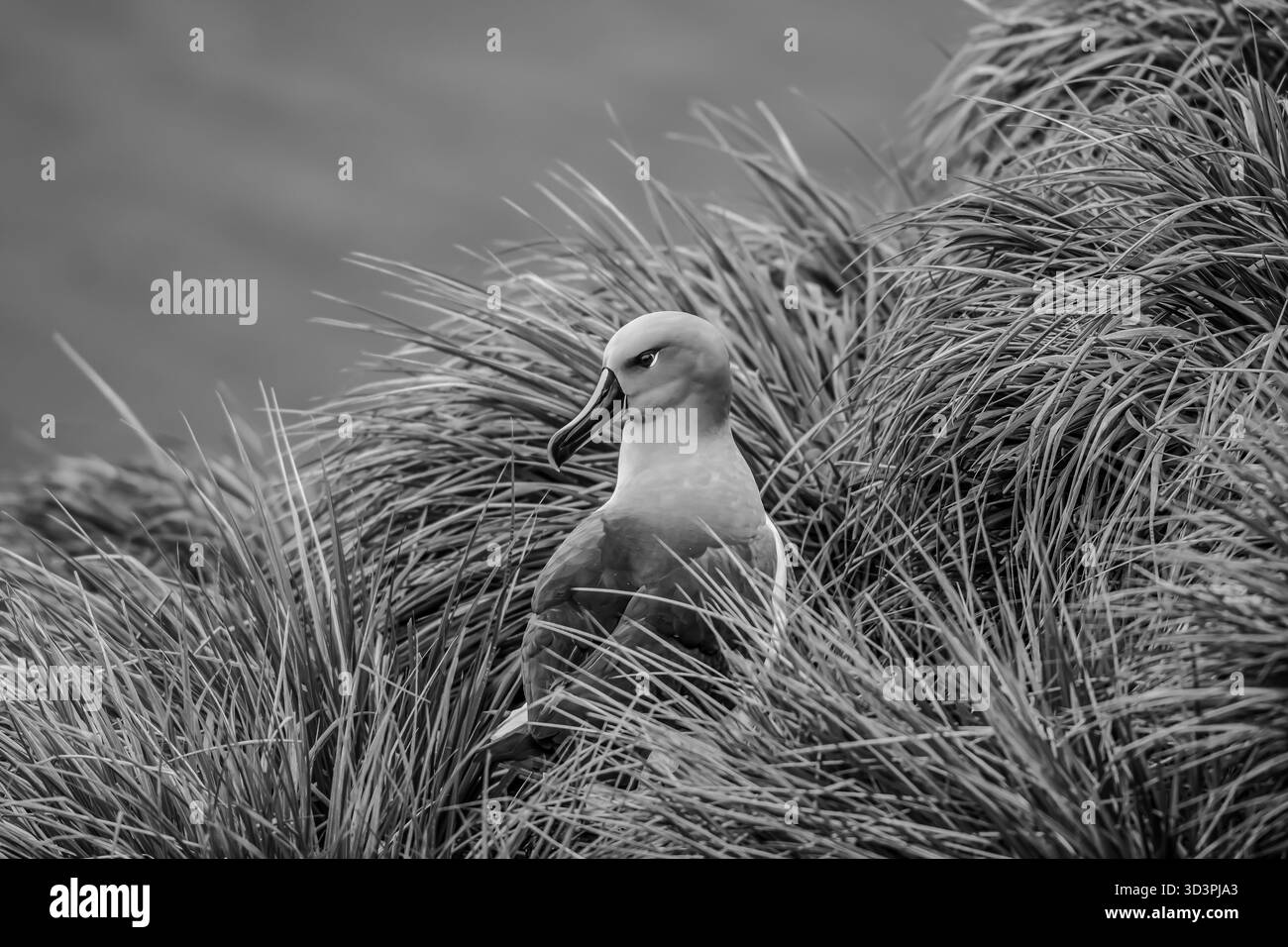 Un albatros errant repose dans l'herbe touffetée et décolle sur l'île de Géorgie du Sud Banque D'Images