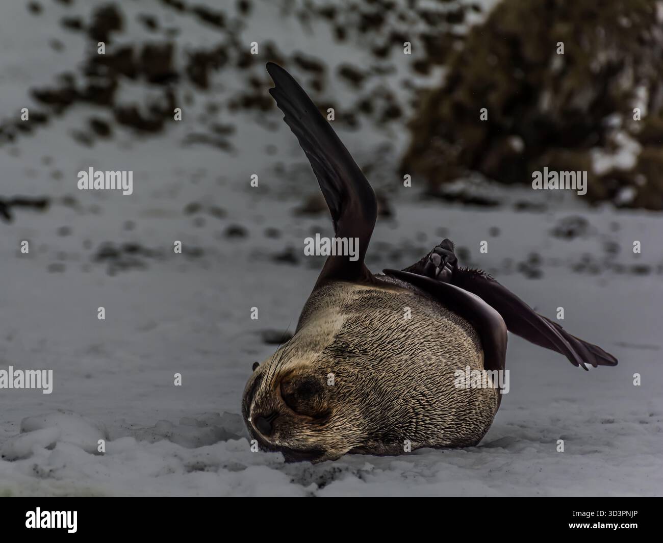 Phoque à fourrure s'amusant dans la neige et posant pour la caméra sur l'île de Géorgie du Sud Banque D'Images